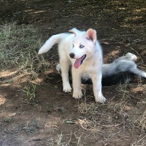 Meet your Posher, Mork